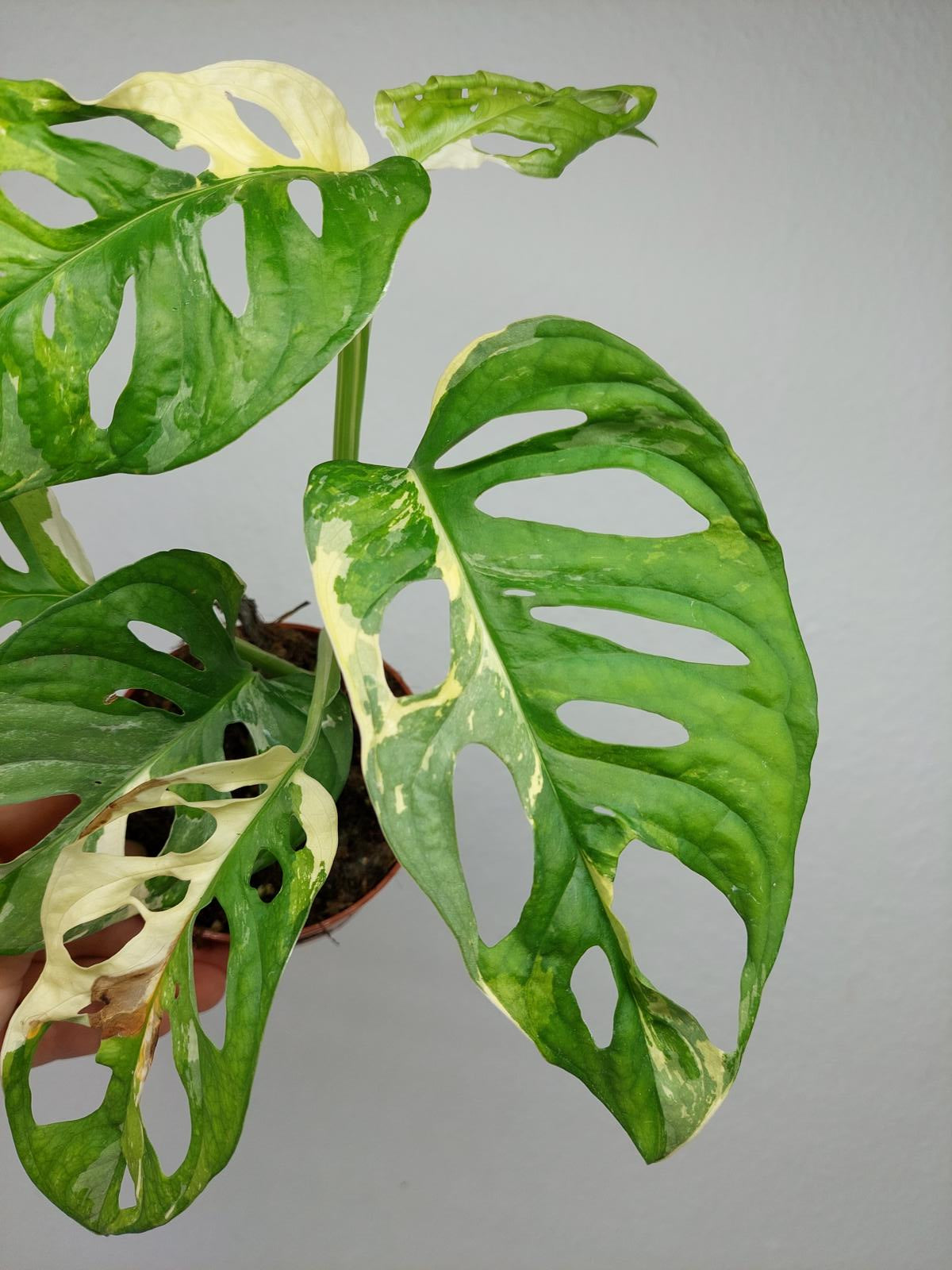 Monstera Adansonii Variegata