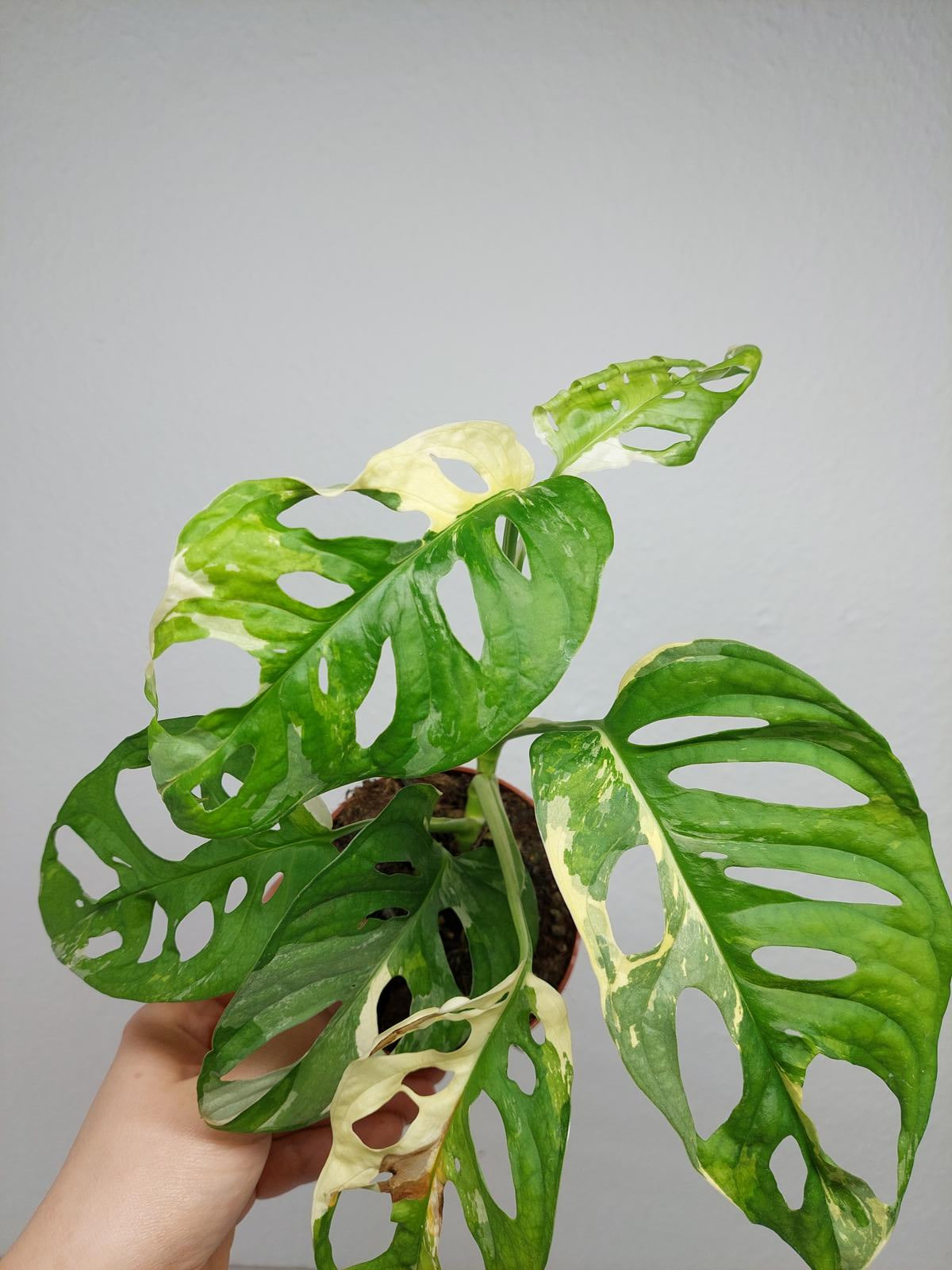 Monstera Adansonii Variegata