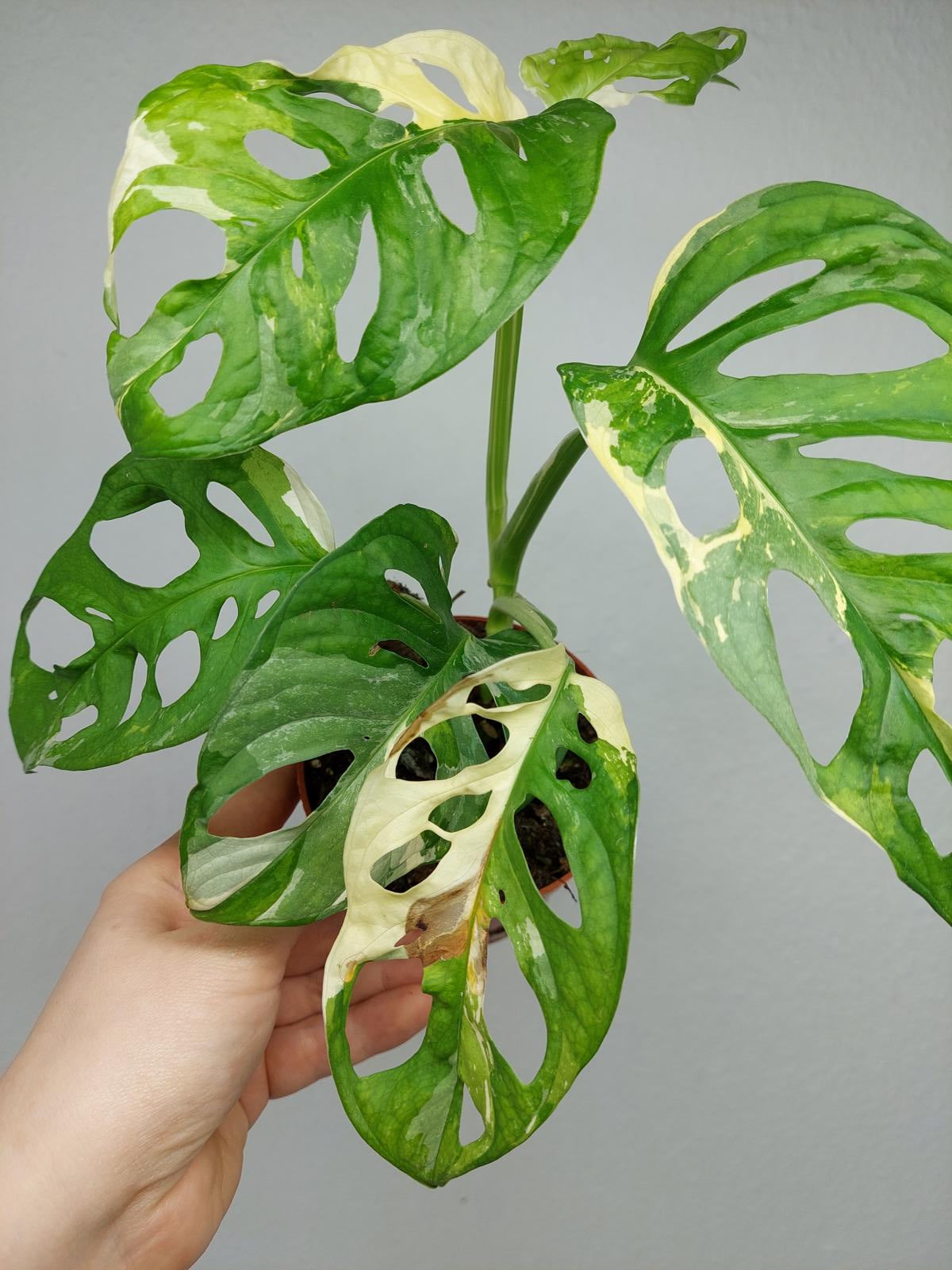 Monstera Adansonii Variegata