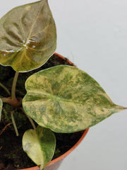 Alocasia Wentii Aurea