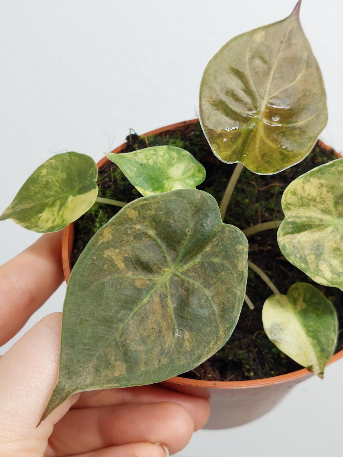 Alocasia Wentii Aurea