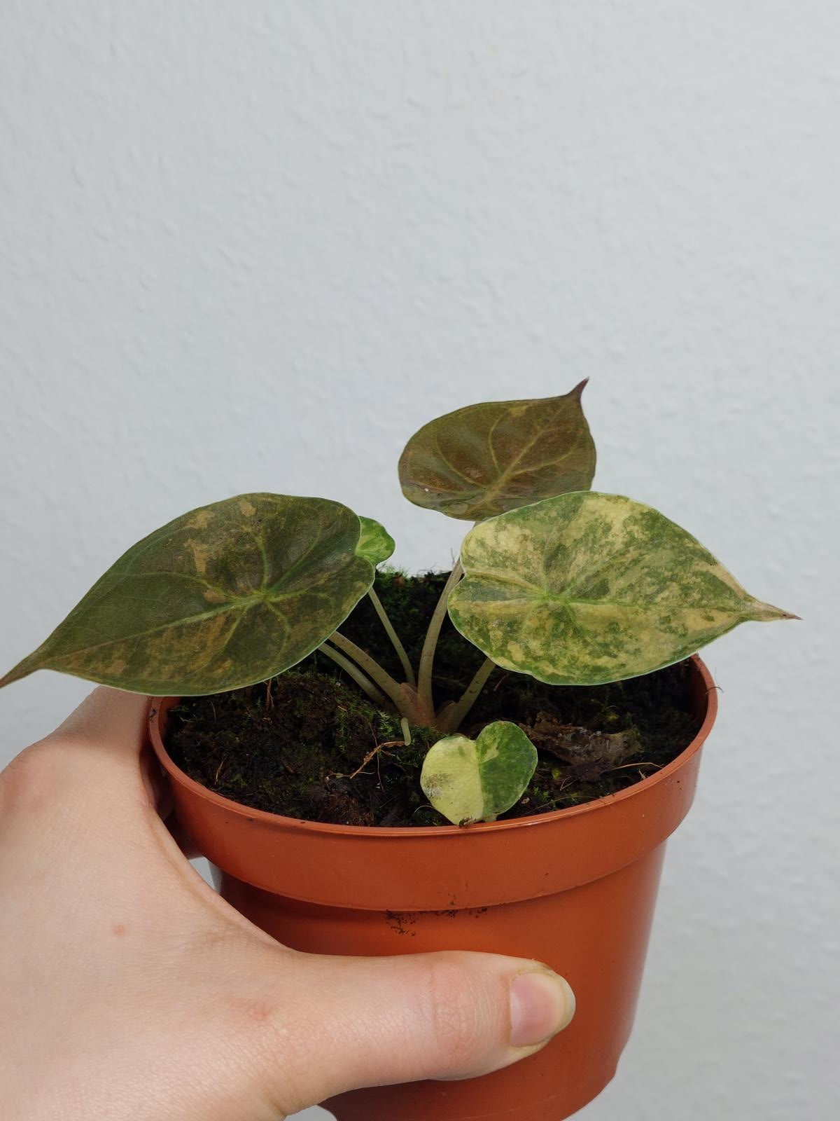 Alocasia Wentii Aurea