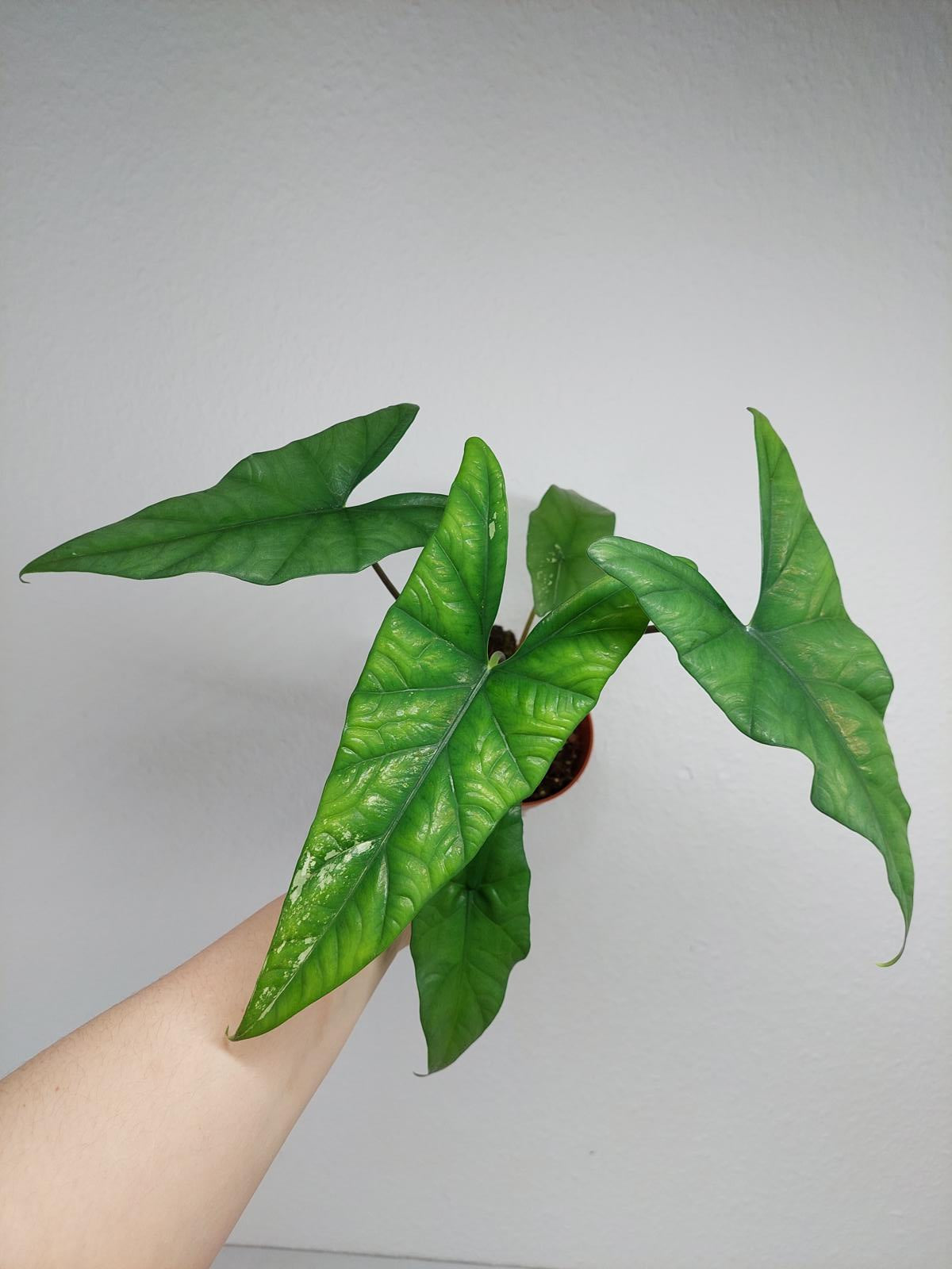 Alocasia Simpo Albo Variegata