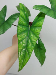 Alocasia Simpo Albo Variegata