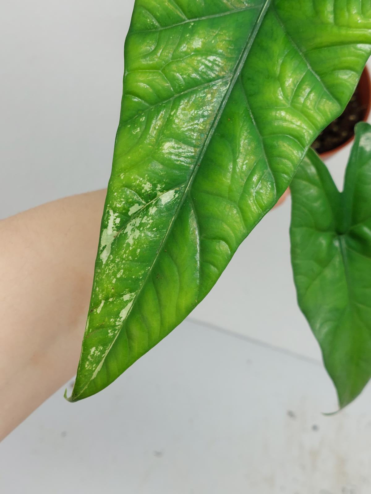 Alocasia Simpo Albo Variegata