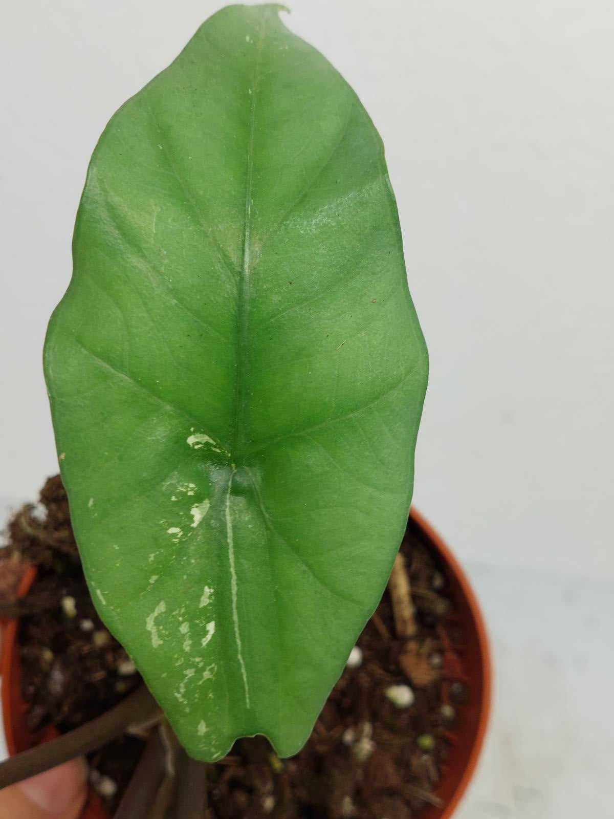 Alocasia Simpo Albo Variegata