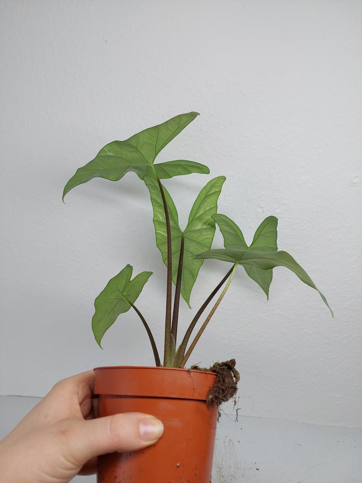 Alocasia Simpo Albo Variegata