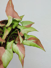 Syngonium Orm Nagpum