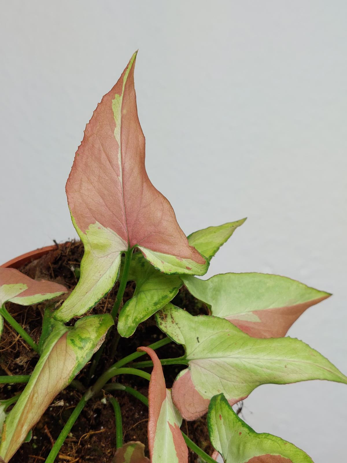 Syngonium Orm Nagpum