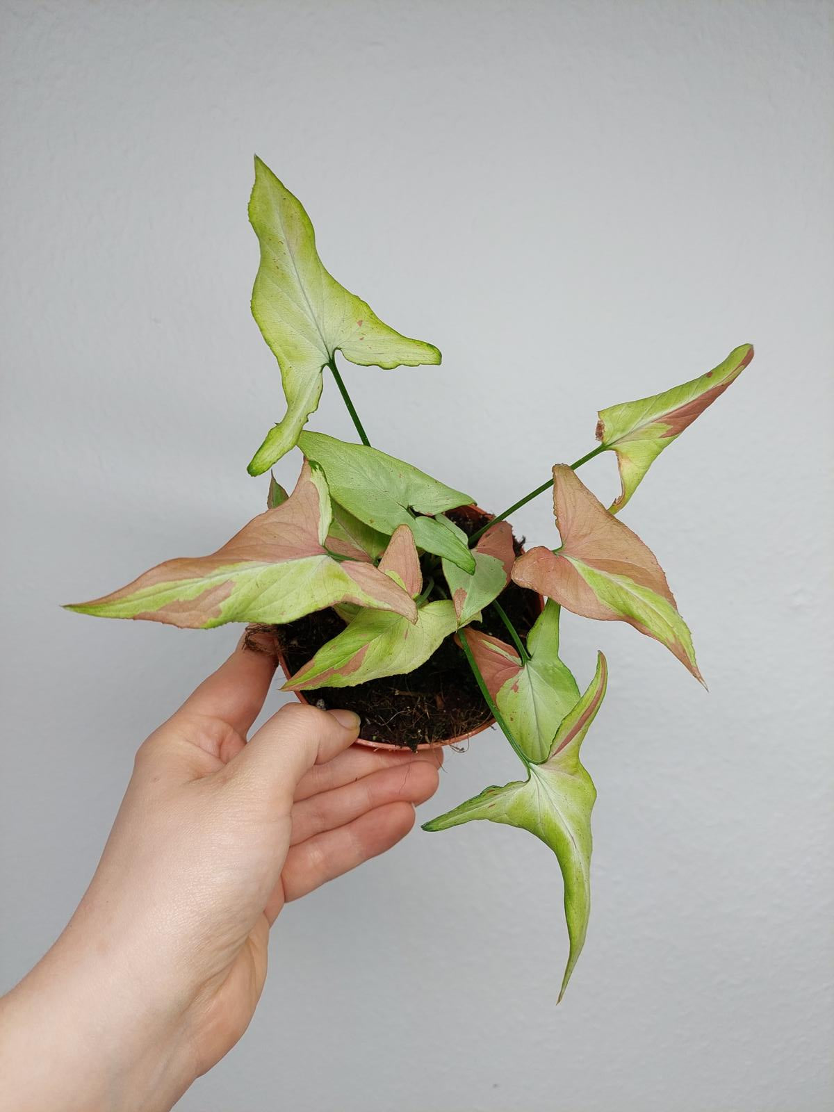 Syngonium Orm Nagpum