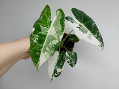 Alocasia Frydek Variegata