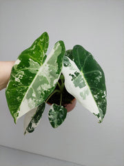 Alocasia Frydek Variegata