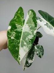 Alocasia Frydek Variegata