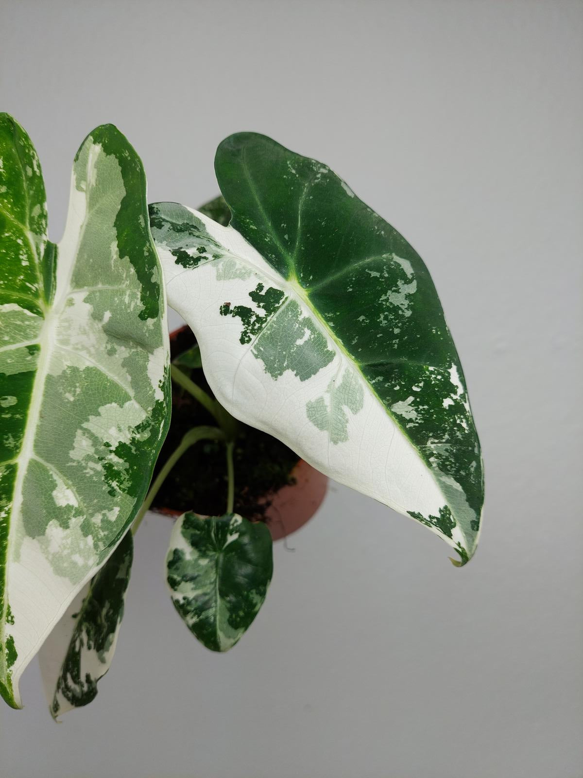 Alocasia Frydek Variegata