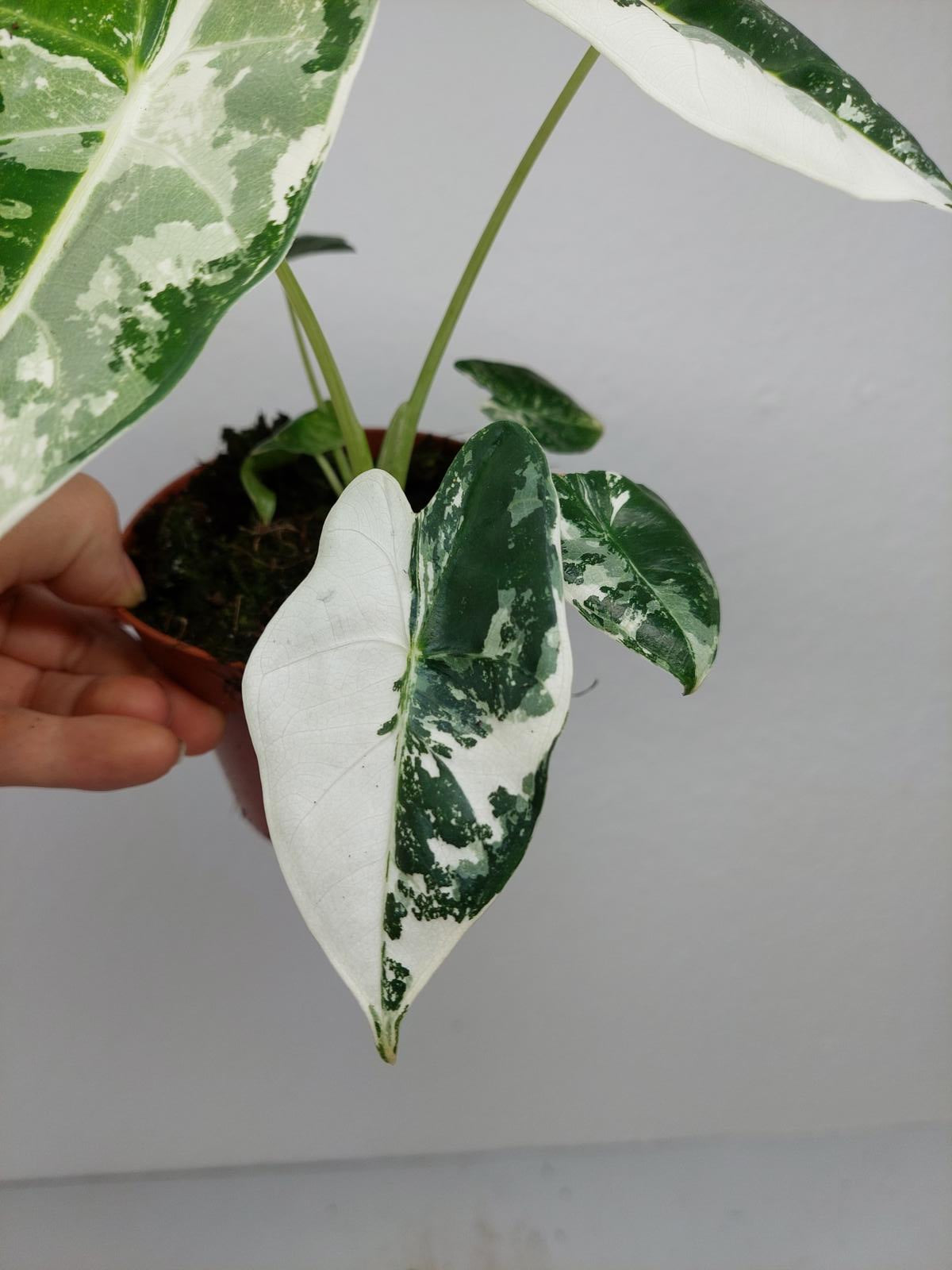 Alocasia Frydek Variegata