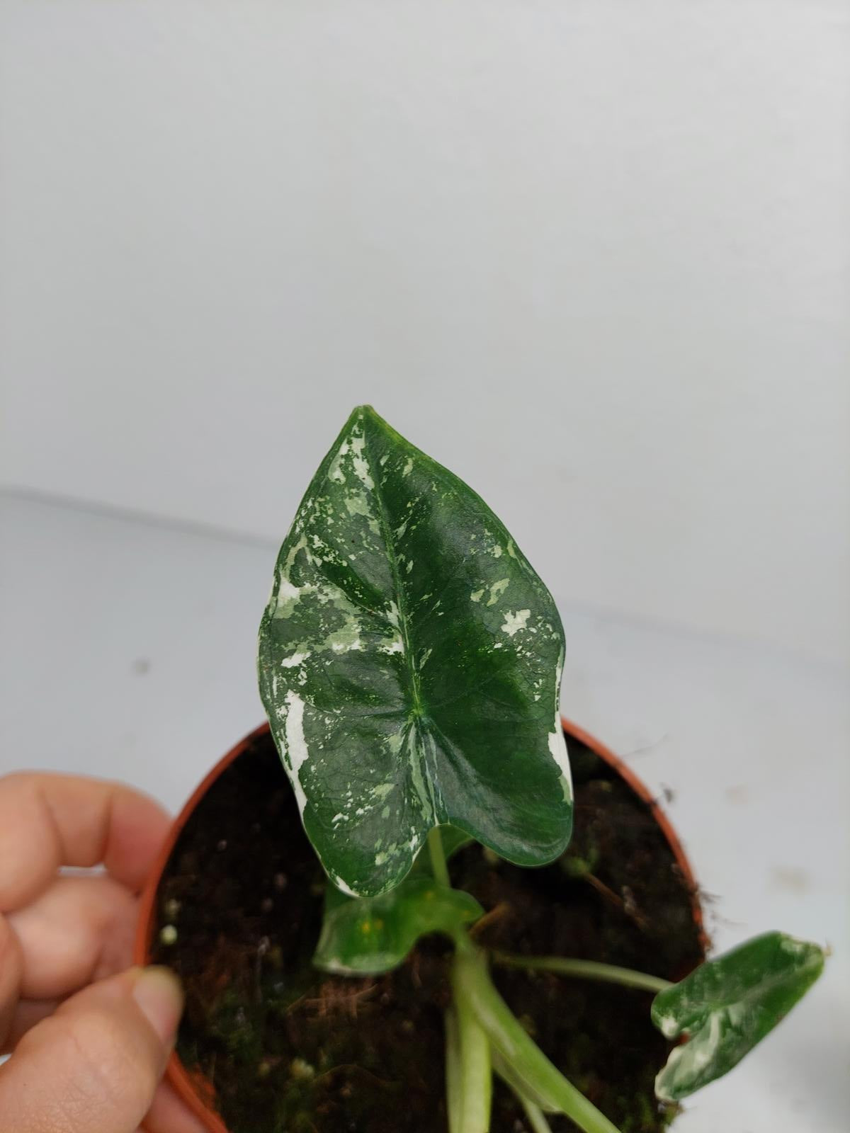 Alocasia Frydek Variegata