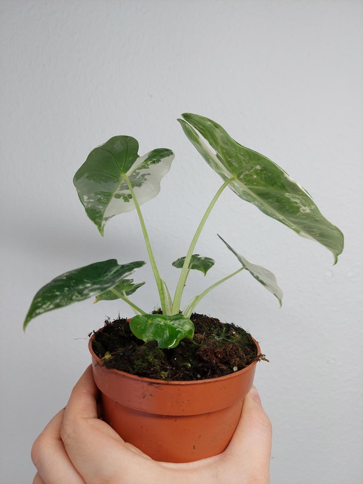 Alocasia Frydek Variegata