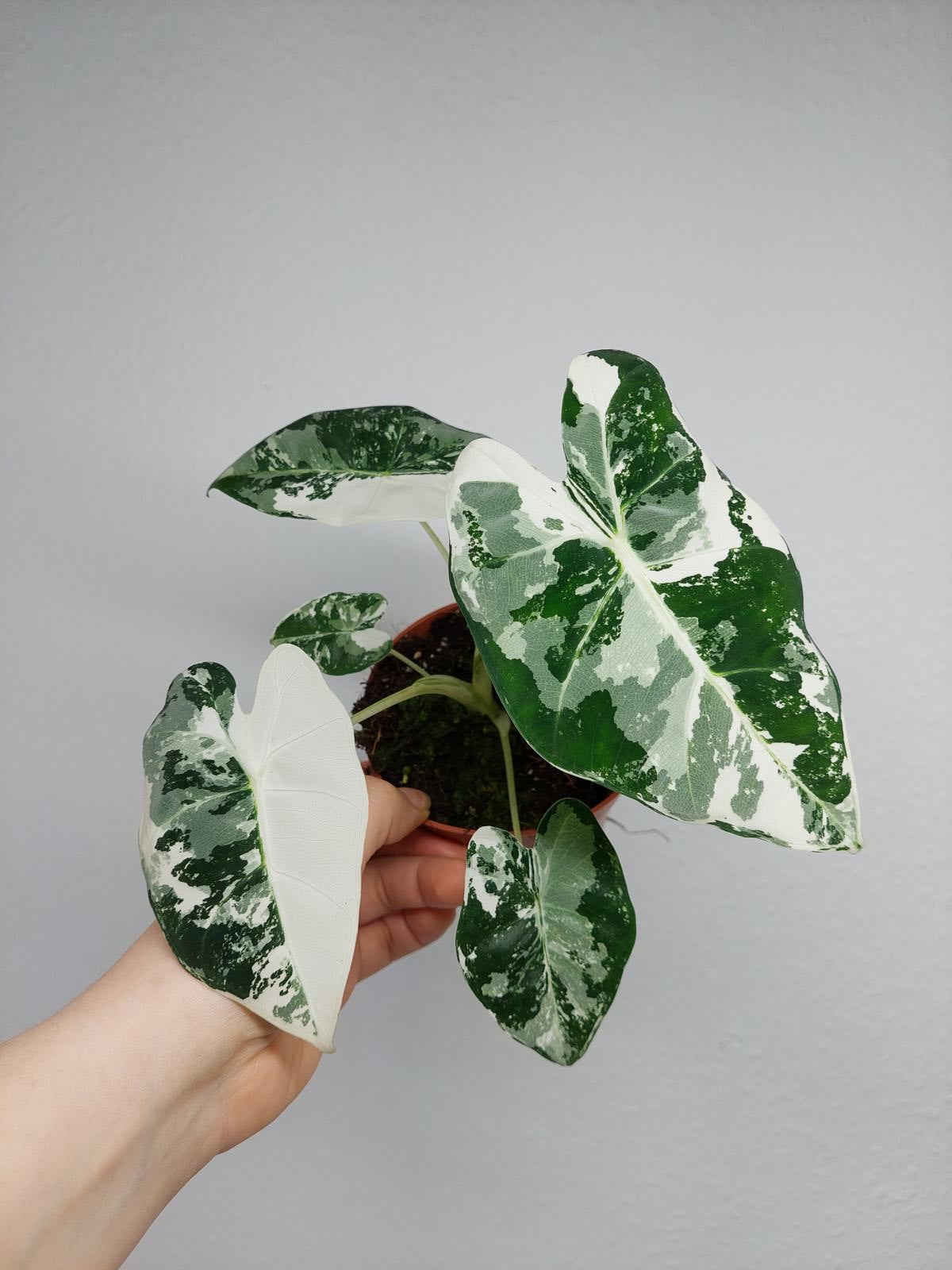 Alocasia Frydek Variegata