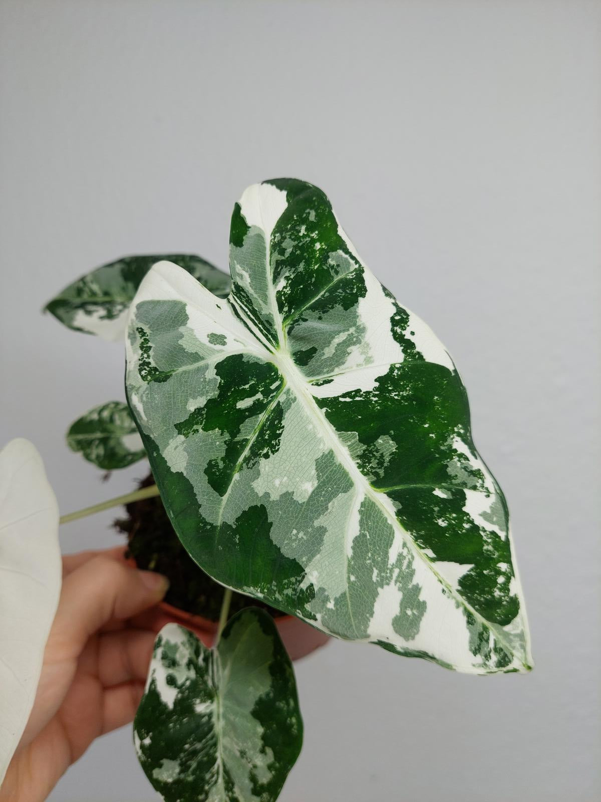 Alocasia Frydek Variegata