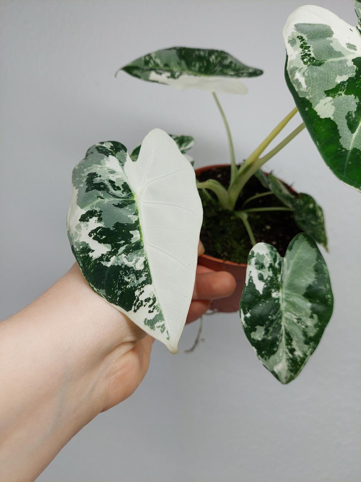 Alocasia Frydek Variegata