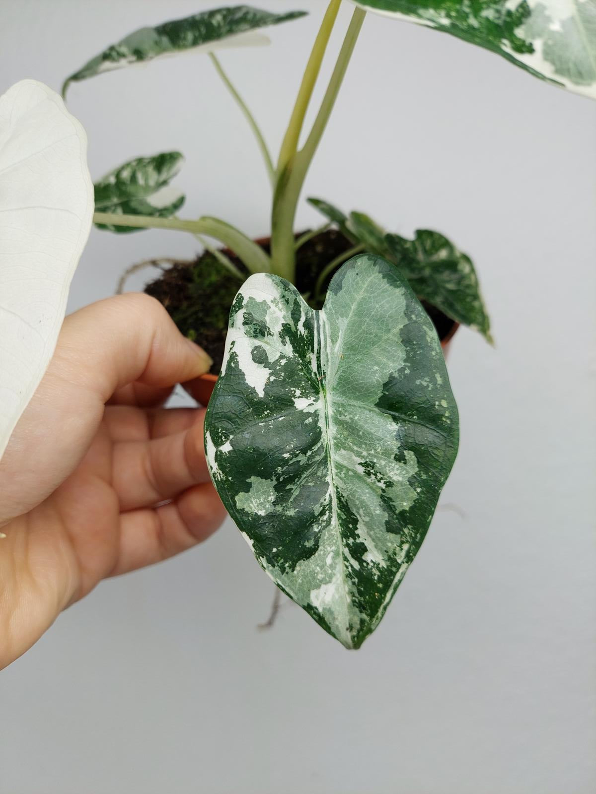 Alocasia Frydek Variegata