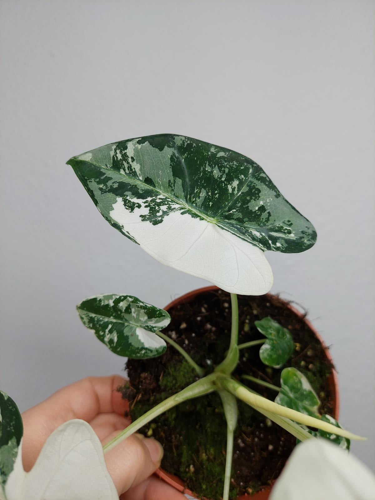 Alocasia Frydek Variegata