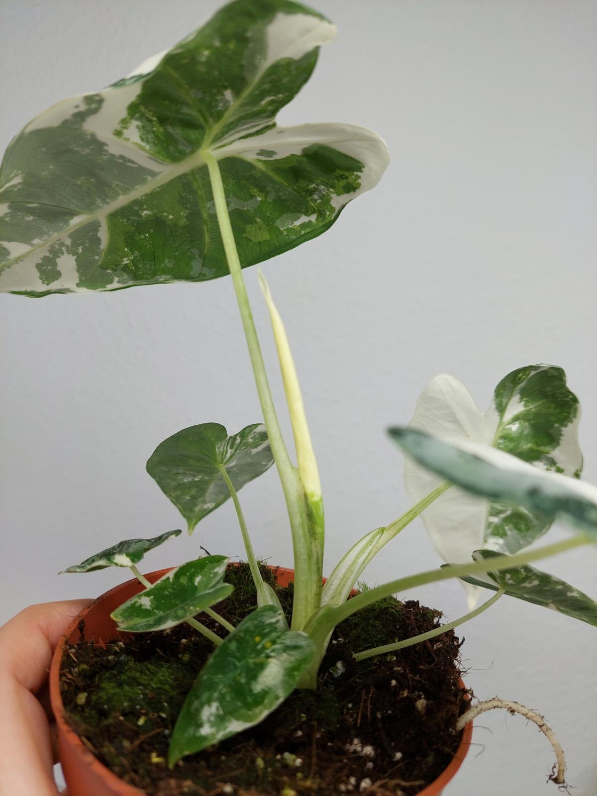 Alocasia Frydek Variegata