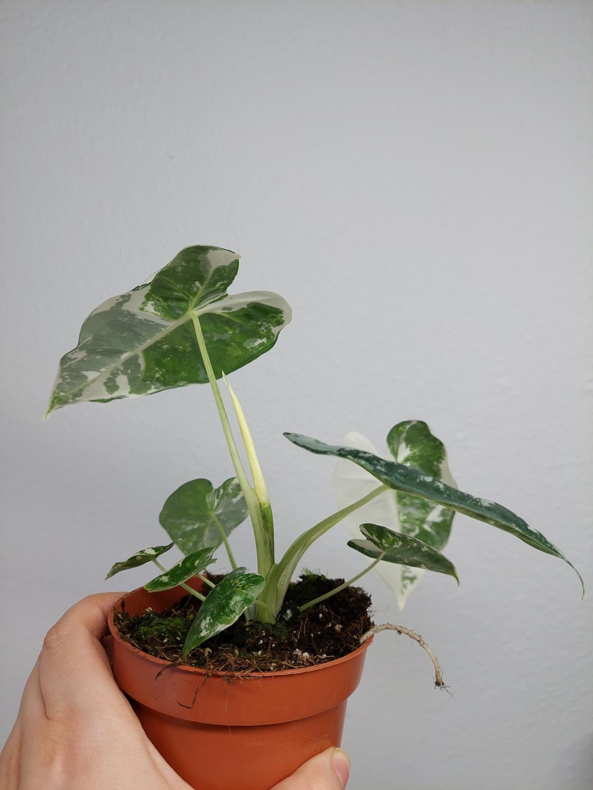 Alocasia Frydek Variegata