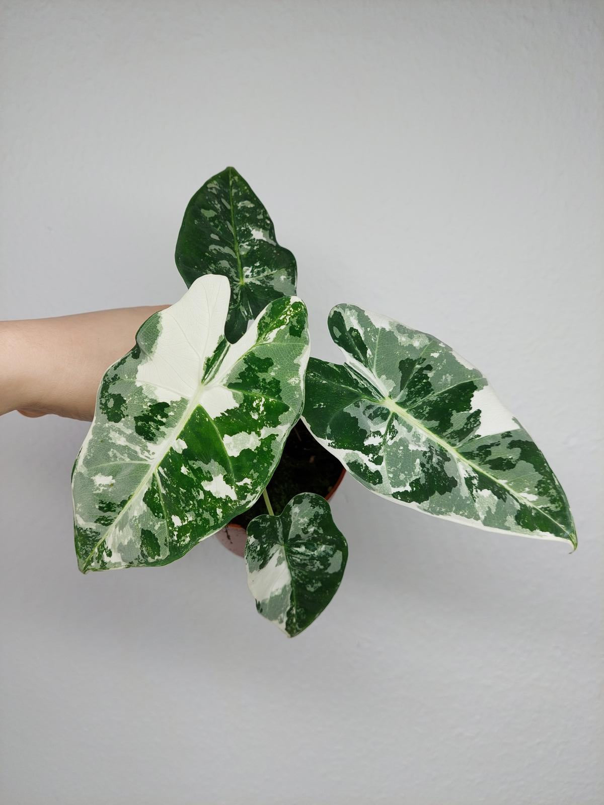 Alocasia Frydek Variegata