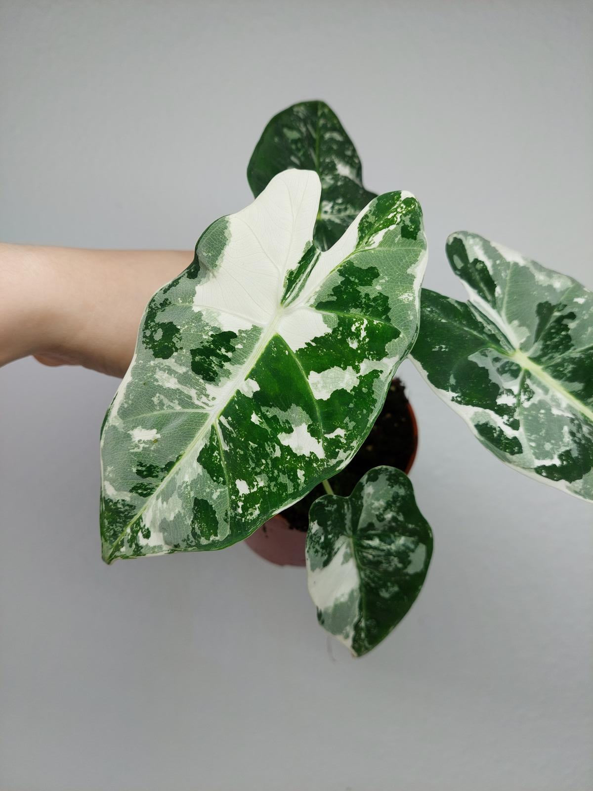 Alocasia Frydek Variegata