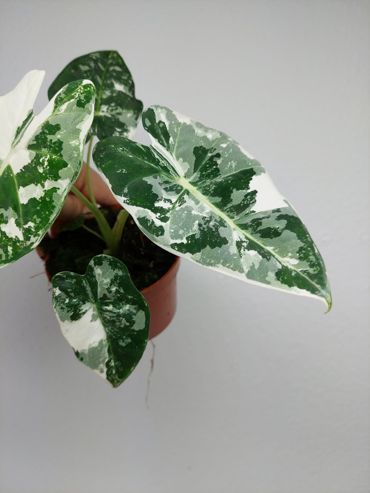 Alocasia Frydek Variegata