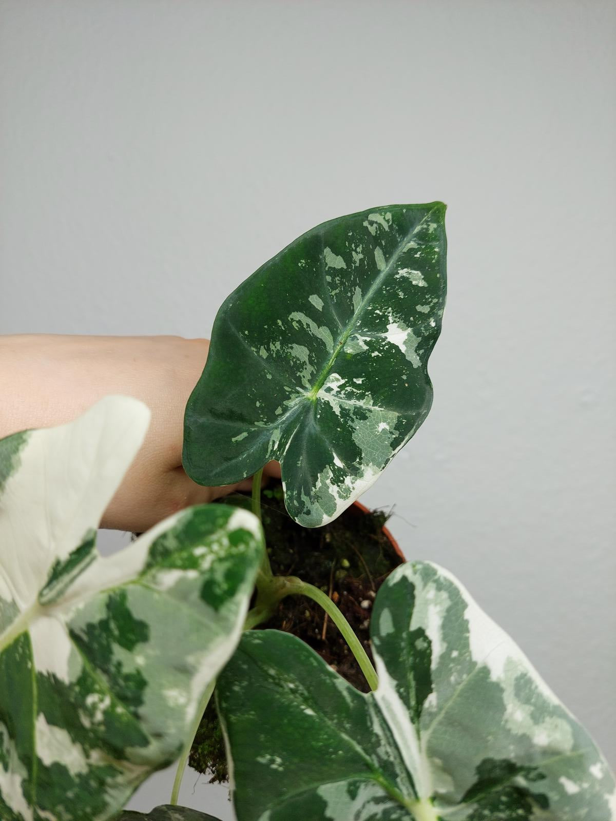 Alocasia Frydek Variegata