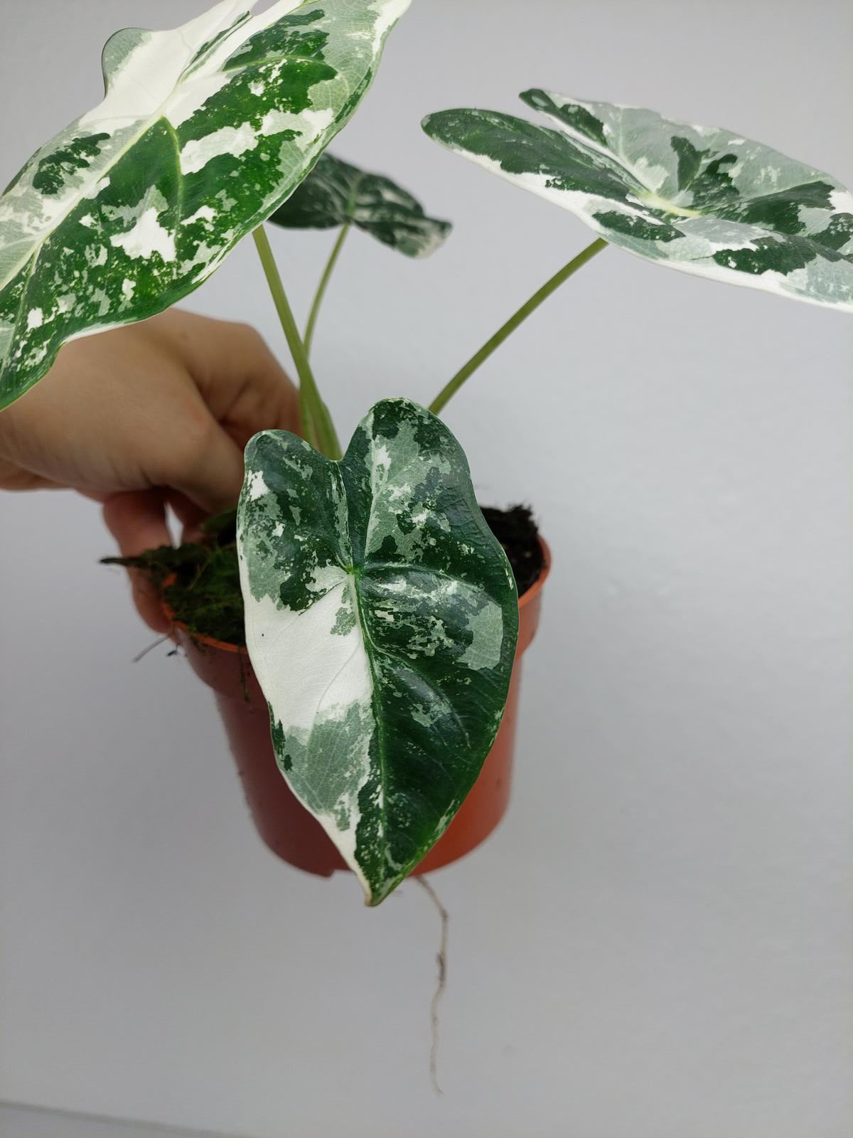 Alocasia Frydek Variegata