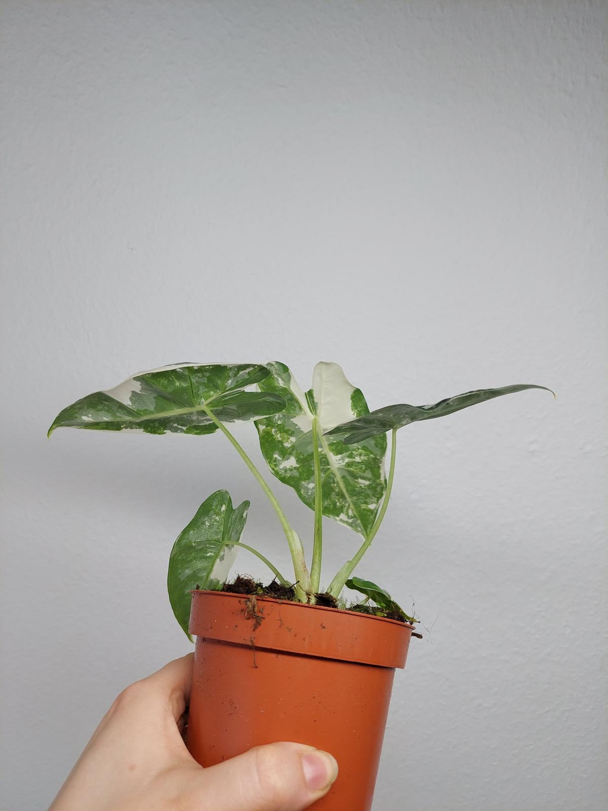 Alocasia Frydek Variegata