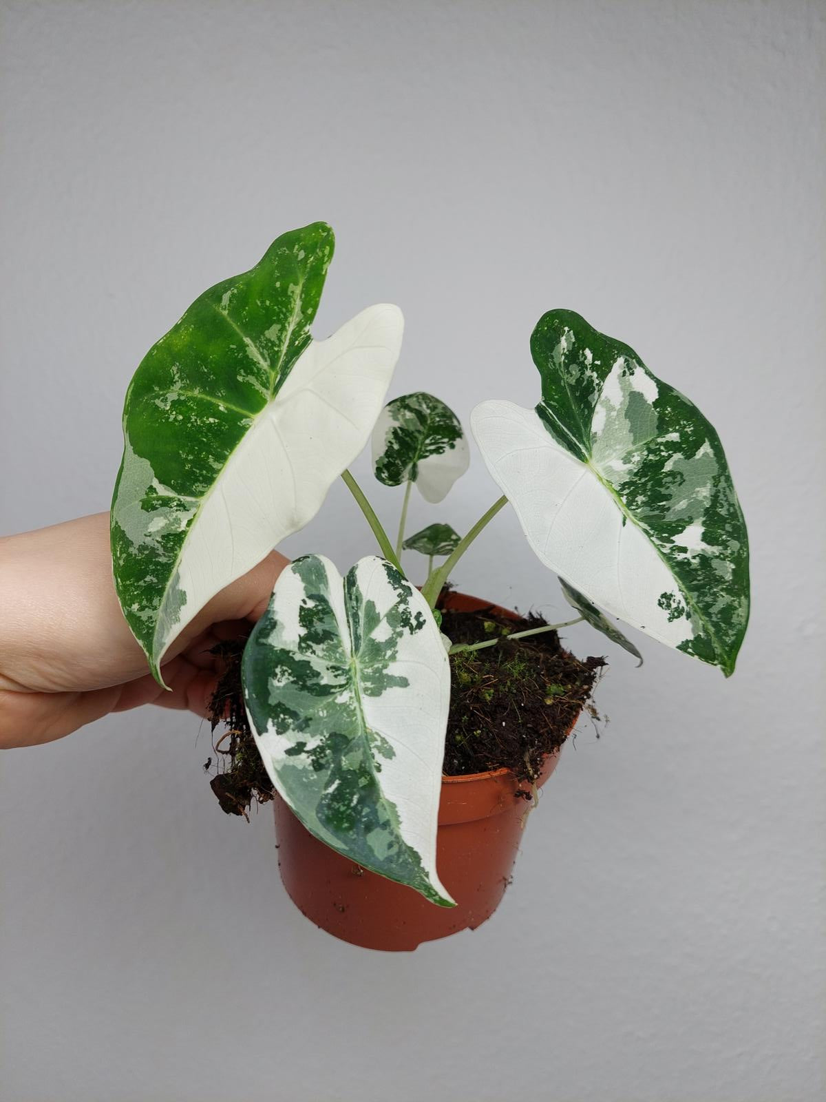 Alocasia Frydek Variegata