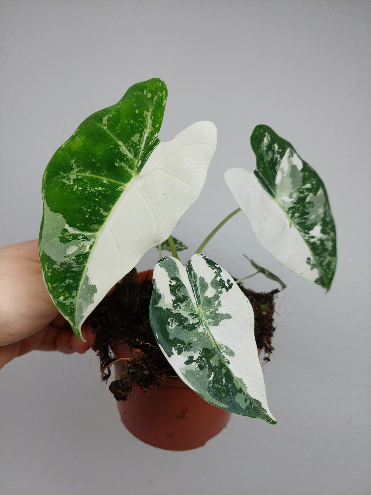 Alocasia Frydek Variegata