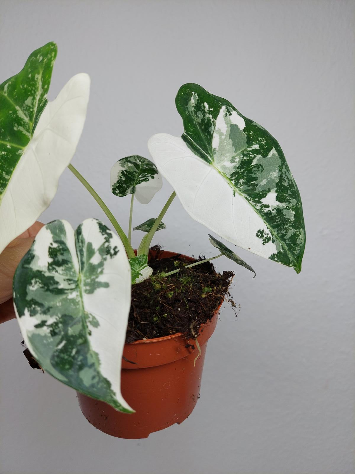 Alocasia Frydek Variegata