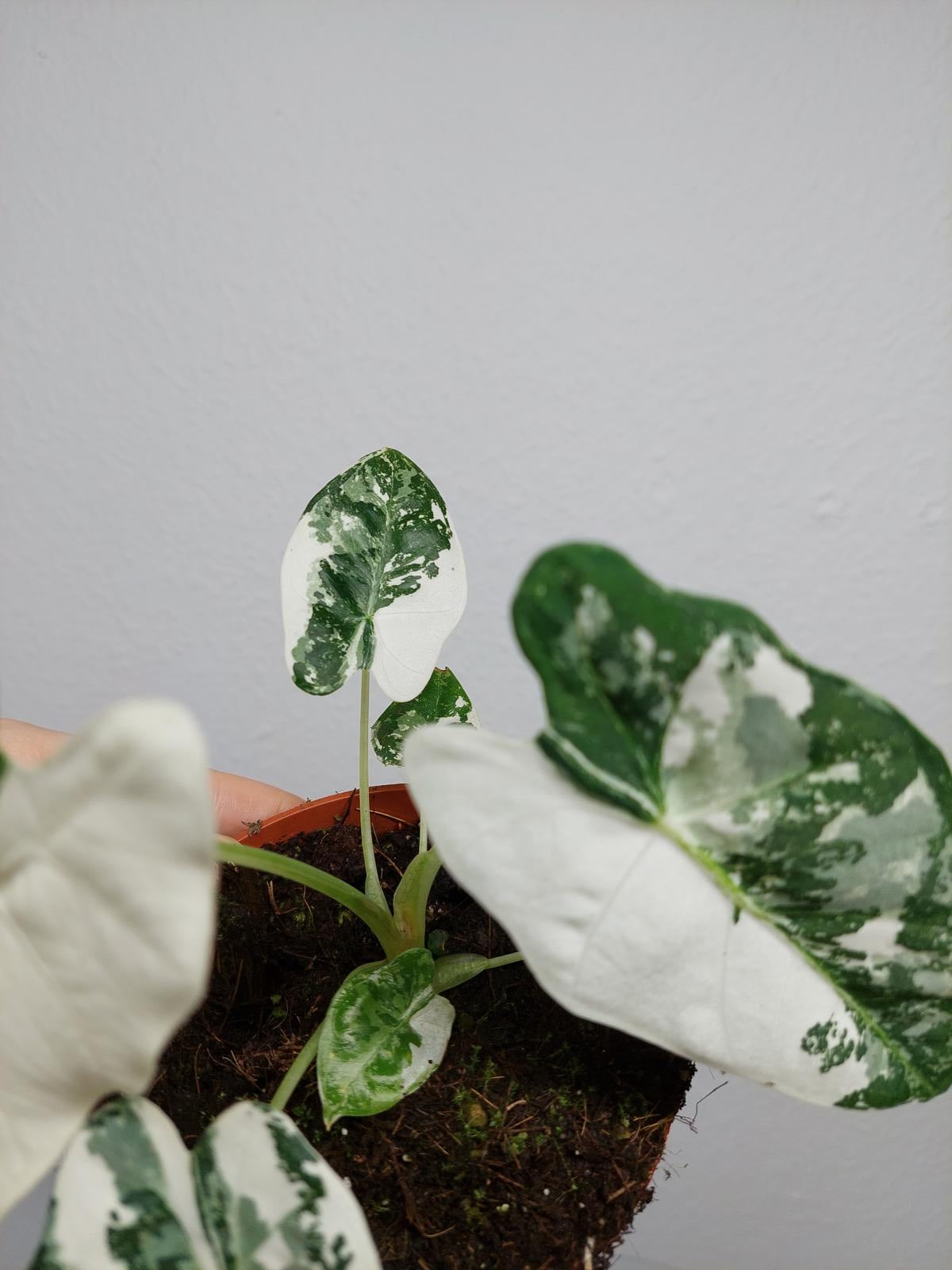 Alocasia Frydek Variegata