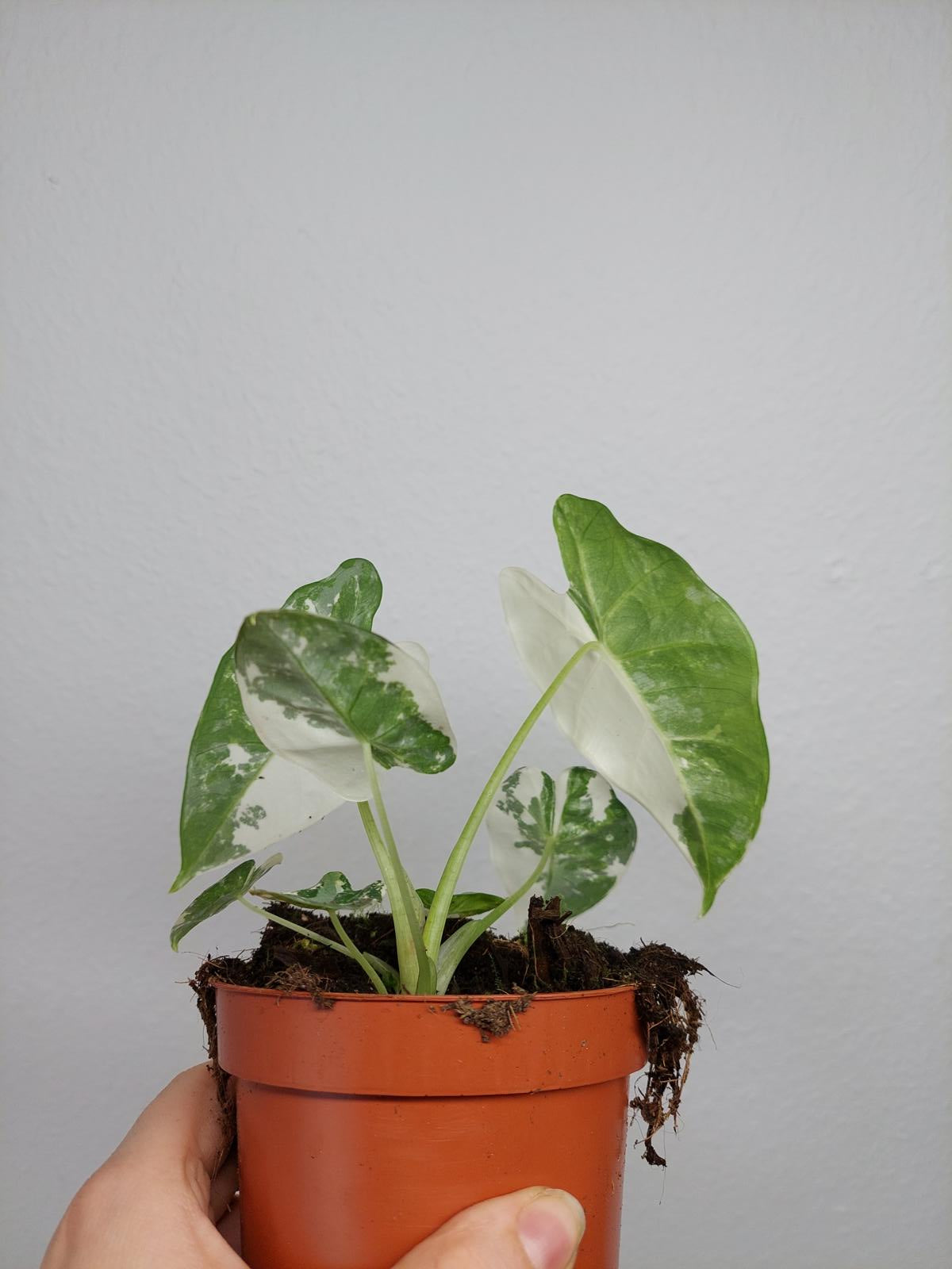 Alocasia Frydek Variegata