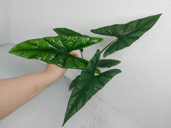 Alocasia Simpo