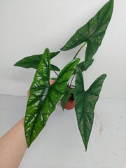 Alocasia Simpo