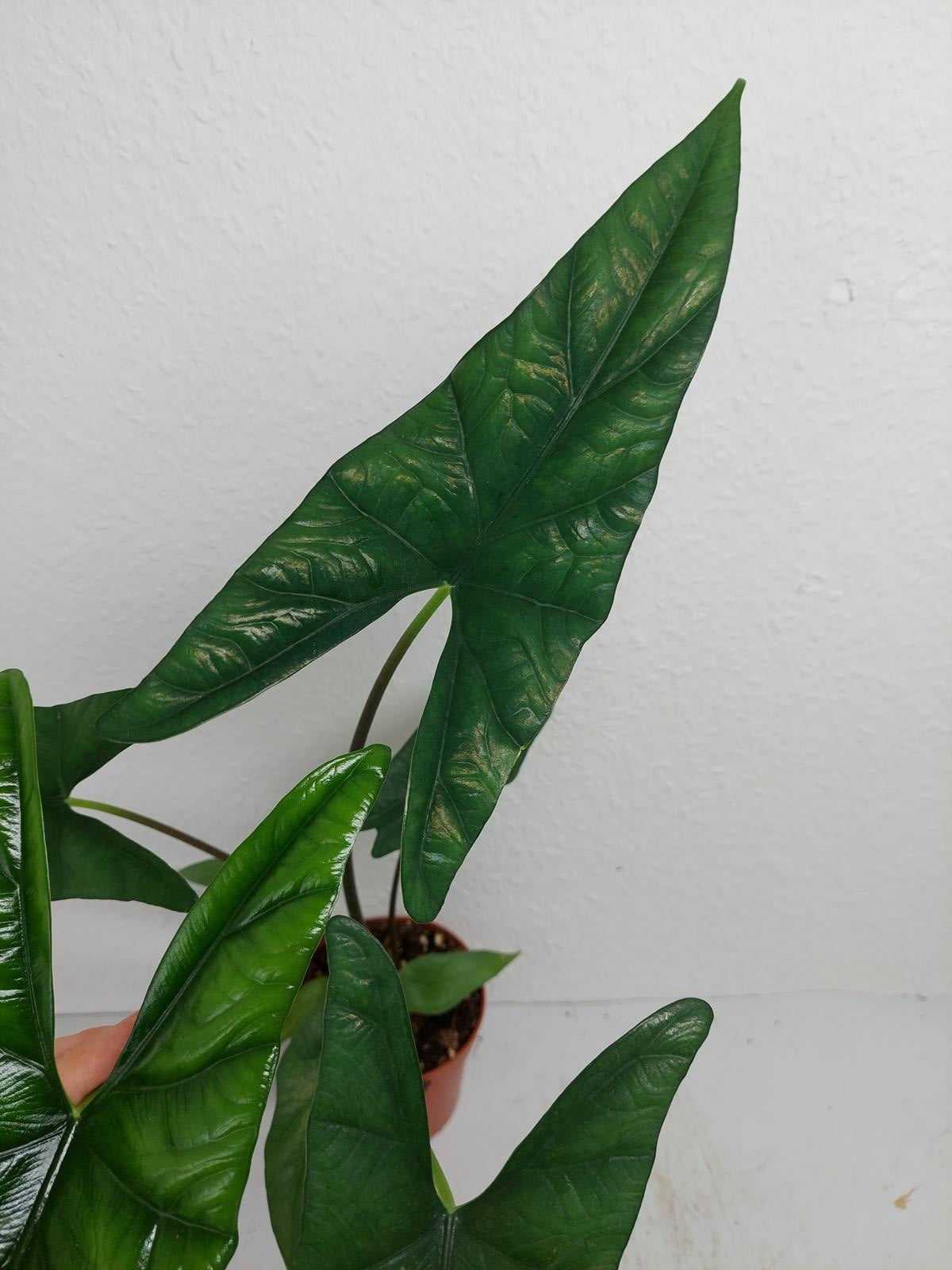 Alocasia Simpo