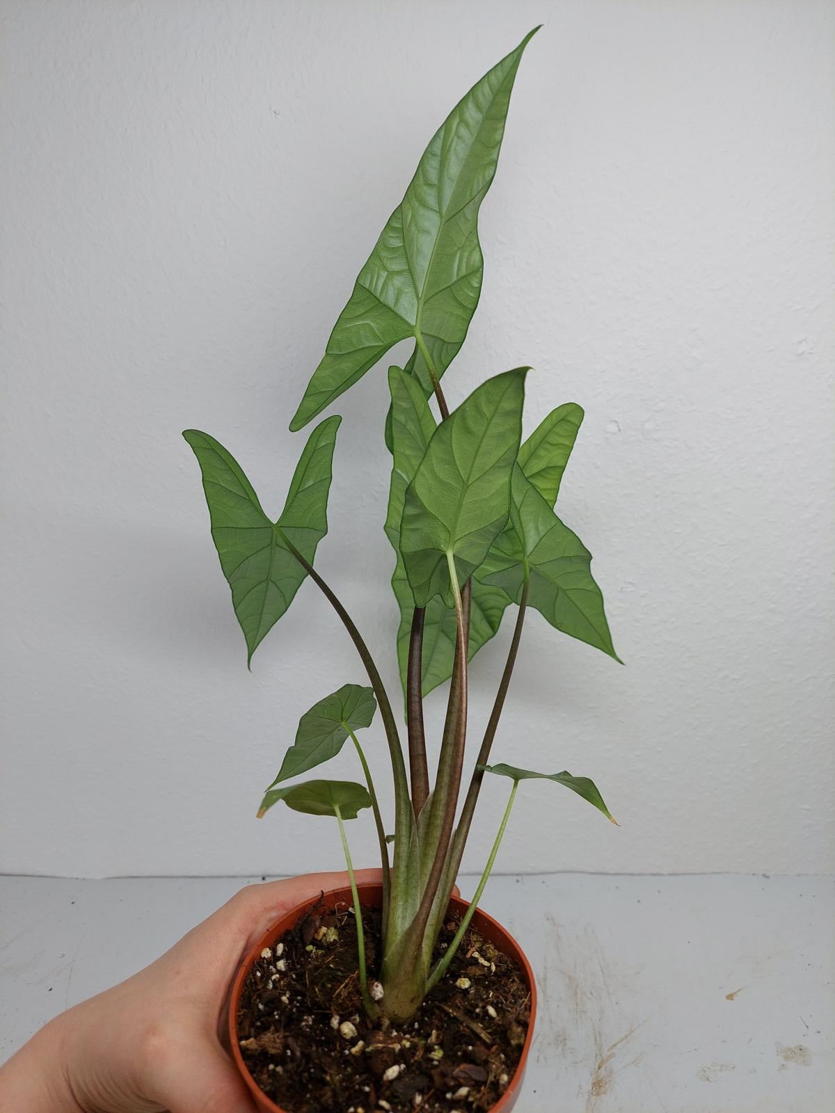 Alocasia Simpo