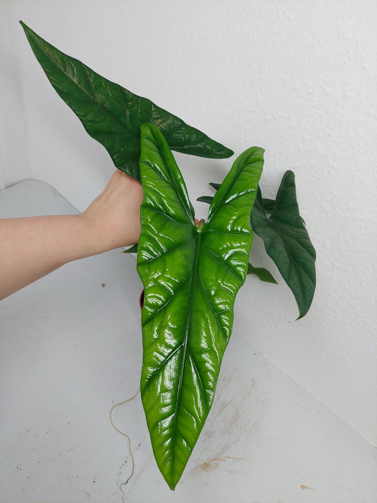 Alocasia Simpo