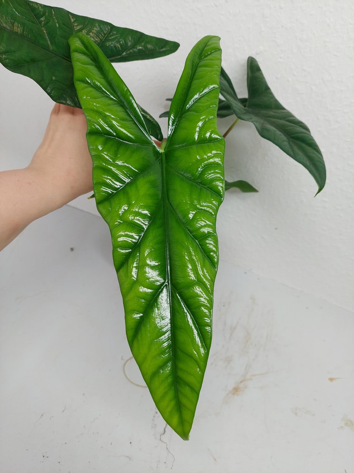 Alocasia Simpo