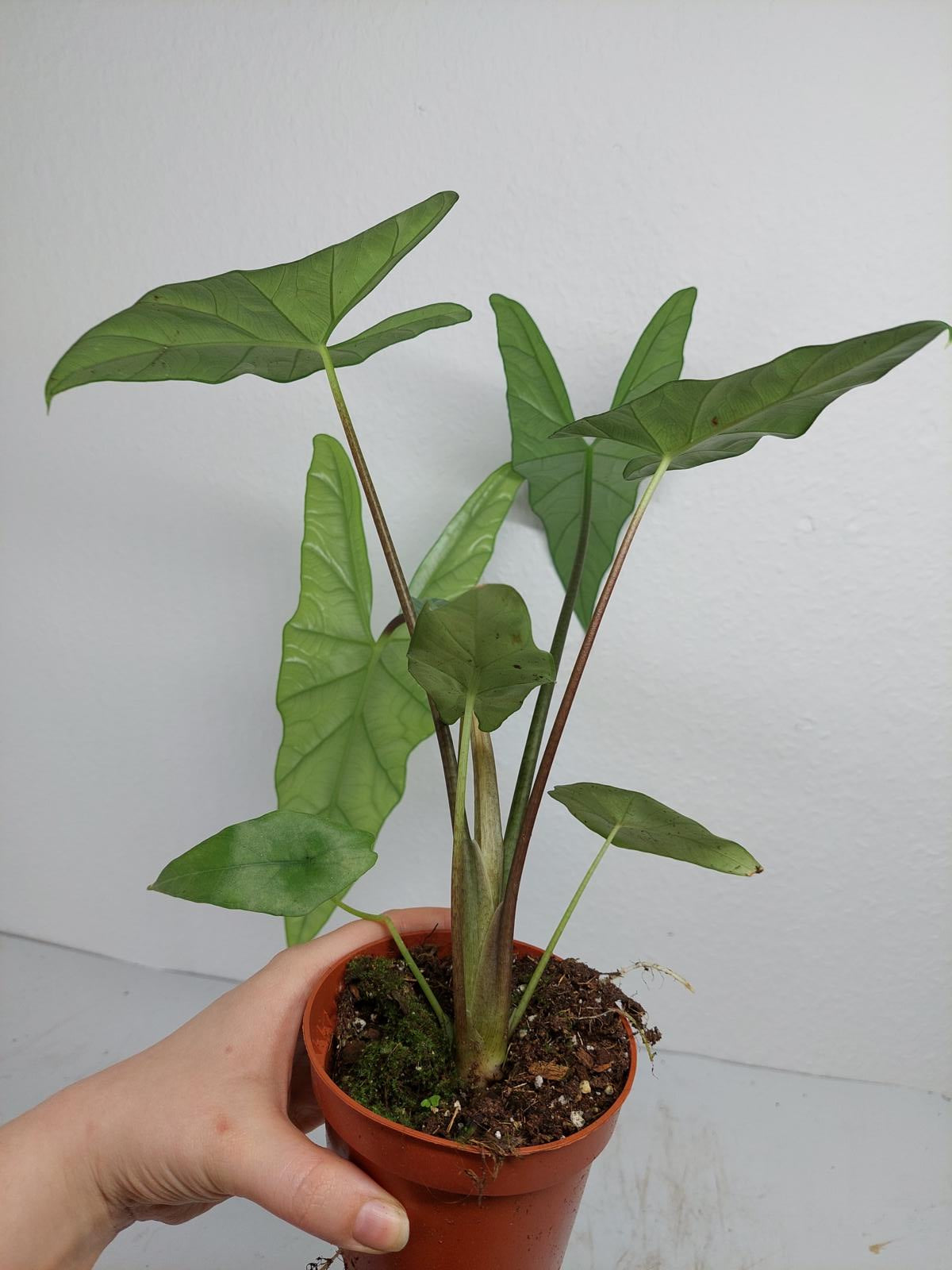 Alocasia Simpo