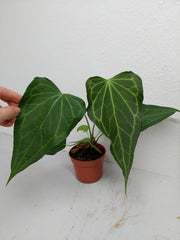 Anthurium Delta Force