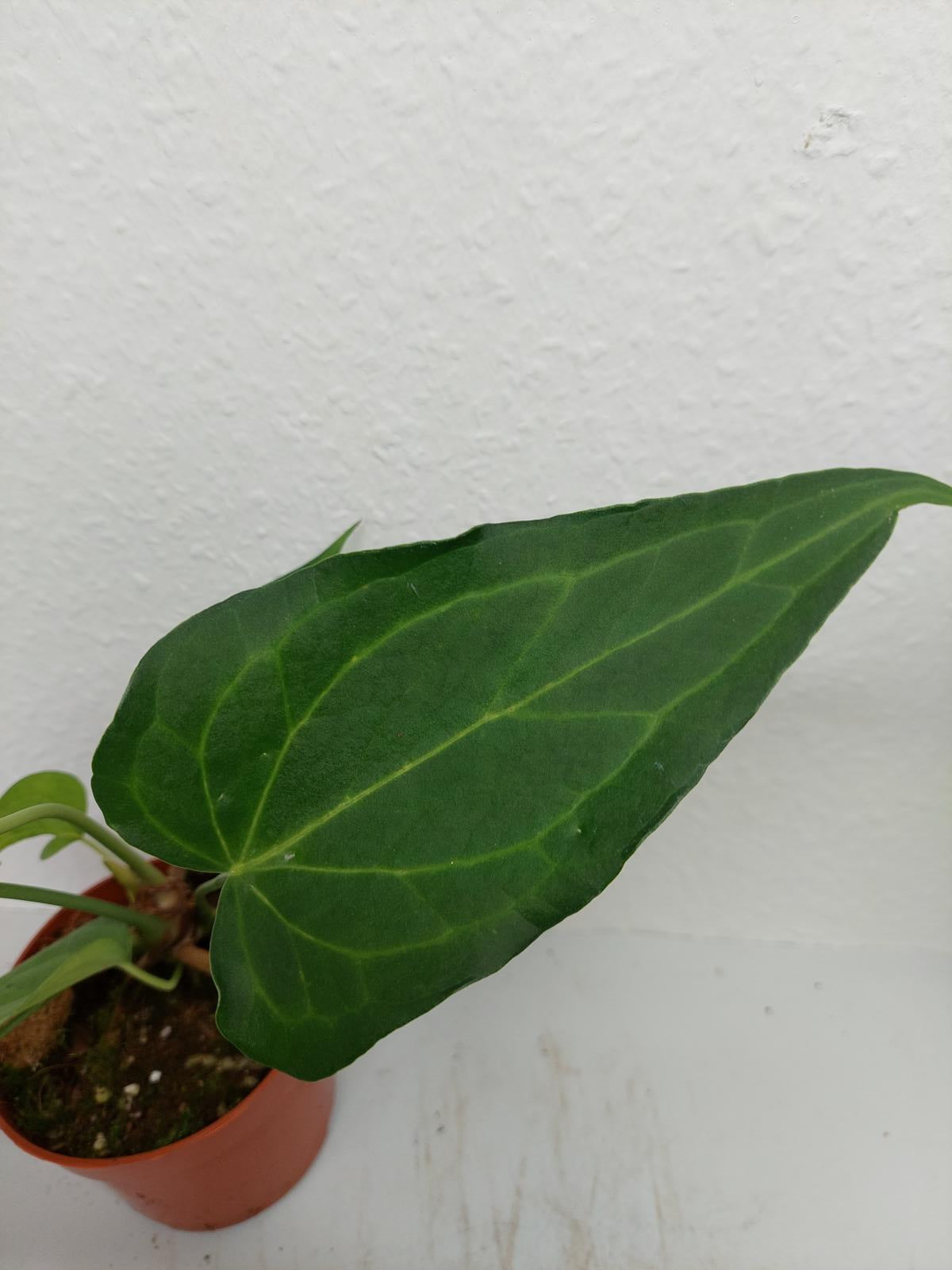 Anthurium Delta Force