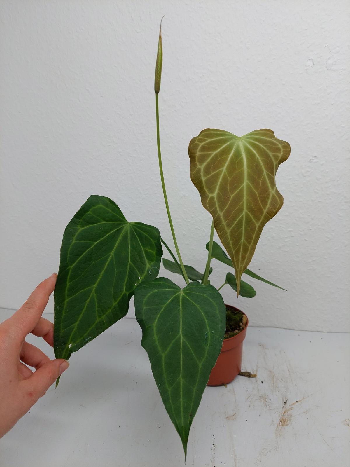 Anthurium Delta Force