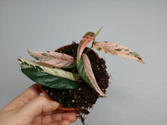 Ficus Sagittata Pink Variegata